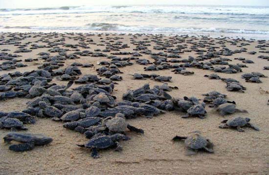 Andaman Lagoons - Popuplar Destination, Place to Visit or Sightseeing - Cutbert Bay Beach or Turtle Nesting Beach at Rangat (North and Middle Andaman) in Andaman Islands