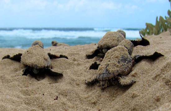 Andaman Lagoons - Popuplar Destination, Place to Visit or Sightseeing - Cutbert Bay Beach or Turtle Nesting Beach at Rangat (North and Middle Andaman) in Andaman Islands