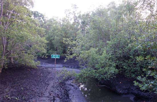 Andaman Lagoons - Popuplar Destination, Place to Visit or Sightseeing - Dhaninalah (Dhaninalah Mangrove Walkway, Dhaninalah Beach) at Rangat (North and Middle Andaman) in Andaman Islands