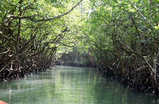 Andaman Lagoons - Popuplar Destination, Place to Visit or Sightseeing - Limestone Cave (Mangrove Walkway) at Baratang Island (North and Middle Andaman) in Andaman Islands