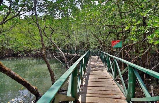 Andaman Lagoons - Popuplar Destination, Place to Visit or Sightseeing - Limestone Cave (Mangrove Walkway) at Baratang Island (North and Middle Andaman) in Andaman Islands