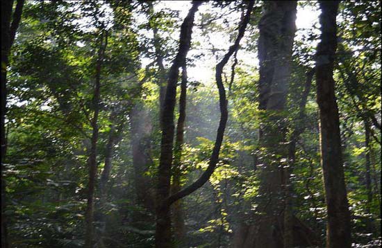 Andaman Lagoons - Popuplar Destination, Place to Visit or Sightseeing - Saddle Peak (Trekking, Bird Watching) at Diglipur (North and Middle Andaman) in Andaman Islands