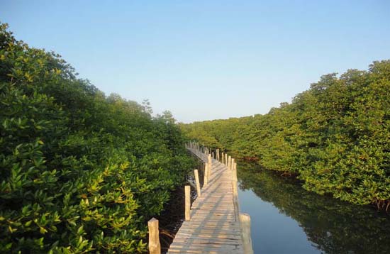 Andaman Lagoons - Popuplar Destination, Place to Visit or Sightseeing - Yerrata Mangrove Park, Yerrata Creek at Rangat (North and Middle Andaman) in Andaman Islands