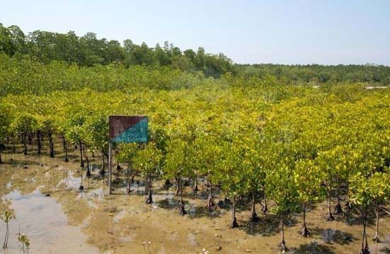 Andaman Lagoons - Popuplar Destination, Place to Visit or Sightseeing - Yerrata Mangrove Park, Yerrata Creek at Rangat (North and Middle Andaman) in Andaman Islands